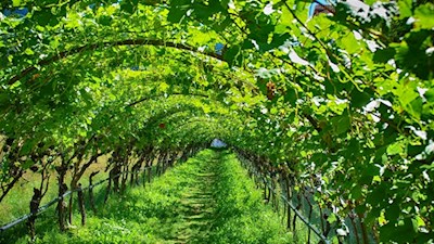 Seit dem Mittelalter sind hier Obstbäume belegt