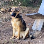 Auch Vierbeiner scheinen den Ausblick vom Panoramakino zu genießen...