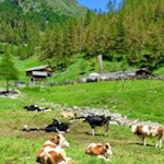 Die Astner Bergalm im Winnebachtal