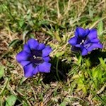 Auch der tiefblaue Enzian gedeiht in den Wiesen um die Vöraner Alm