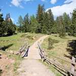 Hinter der Vöraner Alm führt der Weg durch ein lichtes Waldstück