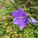 Glockenblume am Wegesrand