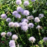 Herzblättrige Kugelblume am Wegesrand in Richtung Höllenkragen