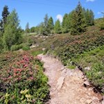 Über die von Alpenrosen bewachsenen Heidehänge zur Pfnatschalm