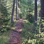 Zunächst führt der Weg Nr. 1 durch den Wald