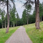 Lärchenwiese nahe der Moschwaldalm