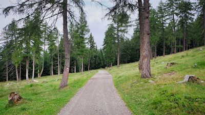 Lärchenwiese nahe der Moschwaldalm