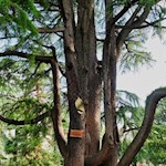 Im historischen Kurpark