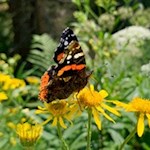 Im Frühling und Sommer flattern zahlreiche Schmetterlinge durch die Lüfte