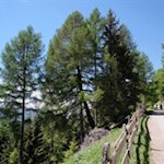 Sanfte Wanderung zur Prantneralm