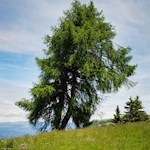 „Nichts ist für mich mehr Abbild der Welt und des Lebens als der Baum.“ (Christian Morgenstern)