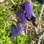 Glockenblume am Wegesrand