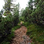 Durch einen lichten Wald in Richtung Munt de Sennes