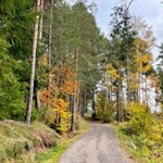 Durch den herbstbunten Wald zum Lobishof