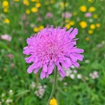 Acker-Witwenblume auf der Seiser Alm