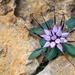 Il raro artiglio del diavolo crestato prospera sulle pareti rocciose del Lagazuoi