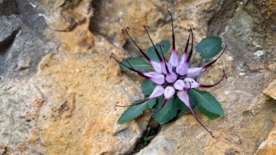 The rare crested devil's claw thrives on the rocky walls of the Lagazuoi