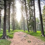 Das letzte Wegestück zur Rinderplatz Hütte führt durch den Wald