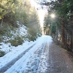 Durch den Wald in Richtung Gols