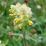 Grannen-Klappertopf am Wegesrand