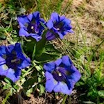 Auch der blaue Enzian wächst in den Wiesen um den Gitsch