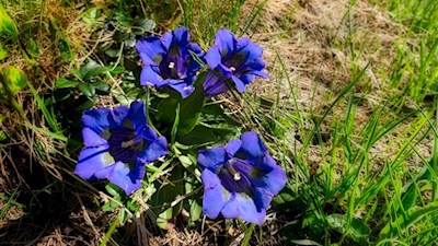 Auch der blaue Enzian wächst in den Wiesen um den Gitsch