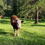 Zufriedene Weidekühe in den Wiesen des Wuhnleger