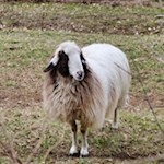 A grumbling companion