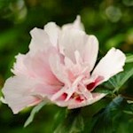 Eigentlich in tropischen und subtropischen Gebieten beheimatet: Hibiscus in Arcos Arboretum