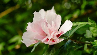 Eigentlich in tropischen und subtropischen Gebieten beheimatet: Hibiscus in Arcos Arboretum
