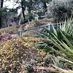 Längs des Weges gedeiht eine üppige Flora