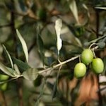 Mediterranes Mikroklima in Arco