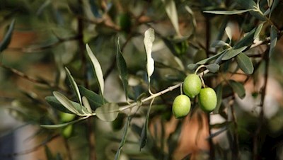 Mediterranes Mikroklima in Arco