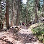 Waldsteig auf den Lutterkopf