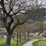 Knorriger Haselnussbaum am Wegesrand