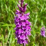 Auch das Knabenkraut wächst längs des Ratschinger Almenweges