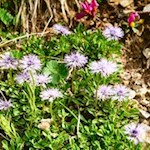 Herzförmige Kugelblume