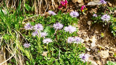 Herzförmige Kugelblume