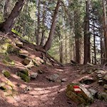 Der gut markierte Waldsteig führt im steten Anstieg durch den Wald