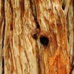 Uralt, in Arcos Arboretum findet sich einer der ältesten Mammutbäume Europas