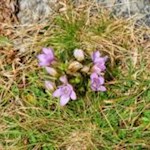 Deutscher Enzian nahe der Plattnerspitze