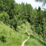 Sanft zieht sich der "Rossenweg" durch den Wald