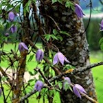 Die blauviolette Alpen-Waldrebe
