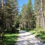 Sull'ampio sentiero forestale n. 11, in direzione della Capanna Alpina