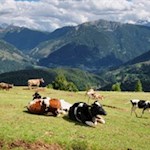 Auch die Kühe scheinen die malerische Aussicht zu genießen