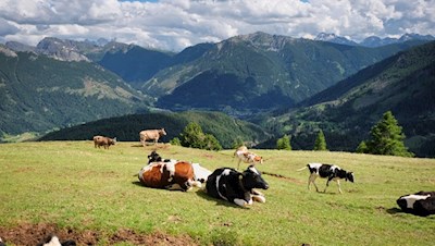 Auch die Kühe scheinen die malerische Aussicht zu genießen