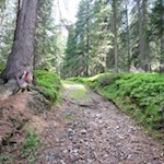 Zunächst folgt man dem Weg Nr. 6 durch den Wald