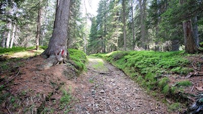 Zunächst folgt man dem Weg Nr. 6 durch den Wald