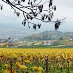 Blick auf die herbstbunten Weinberge rund um Eppan
