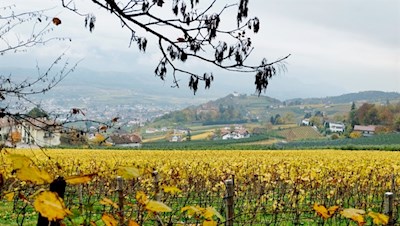 Blick auf die herbstbunten Weinberge rund um Eppan